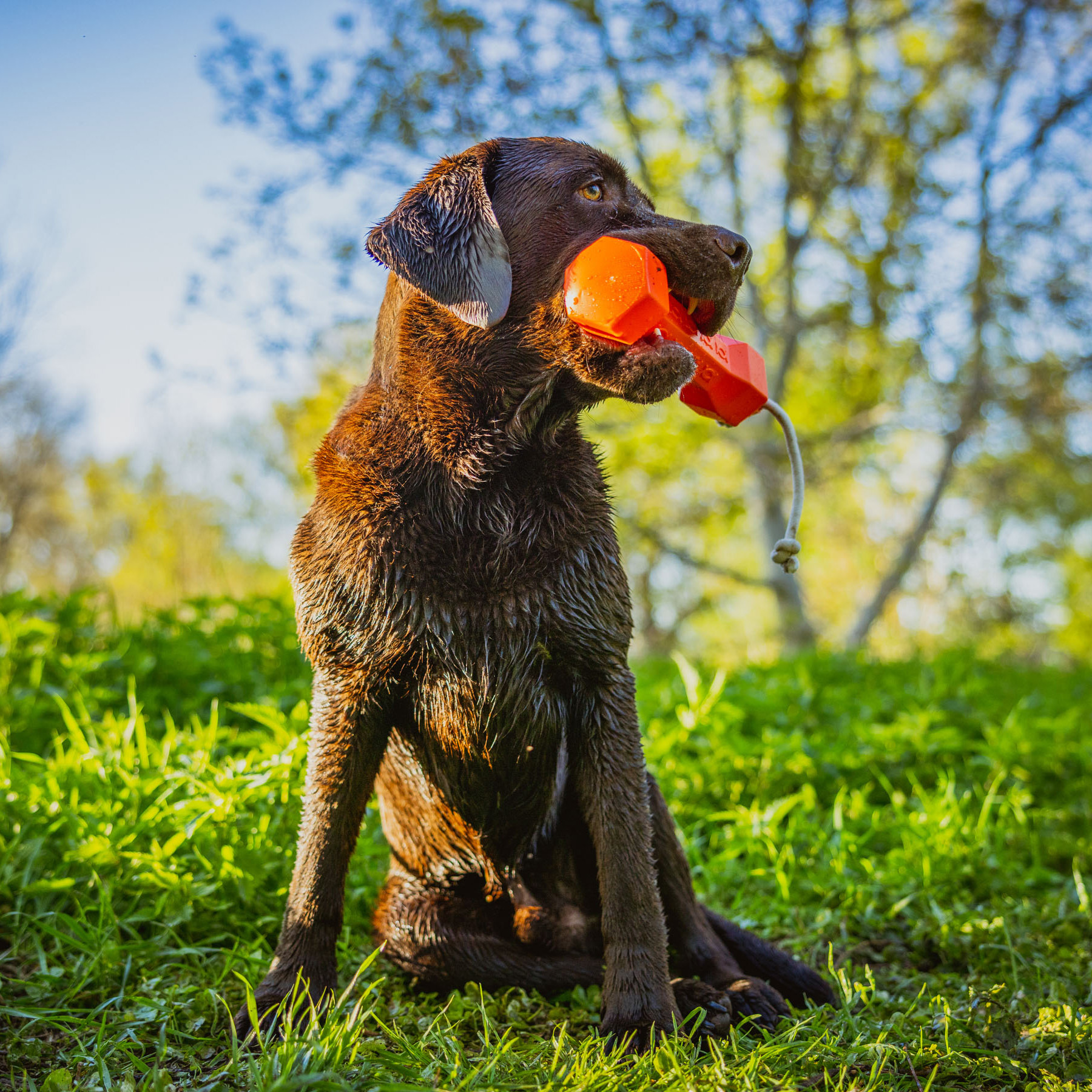 Apportierdummy Balance Bumper 320g Orange