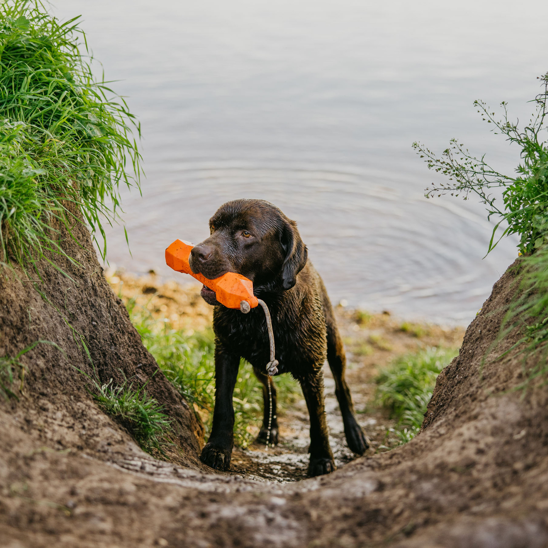 Apportierdummy Balance Bumper 320g Orange