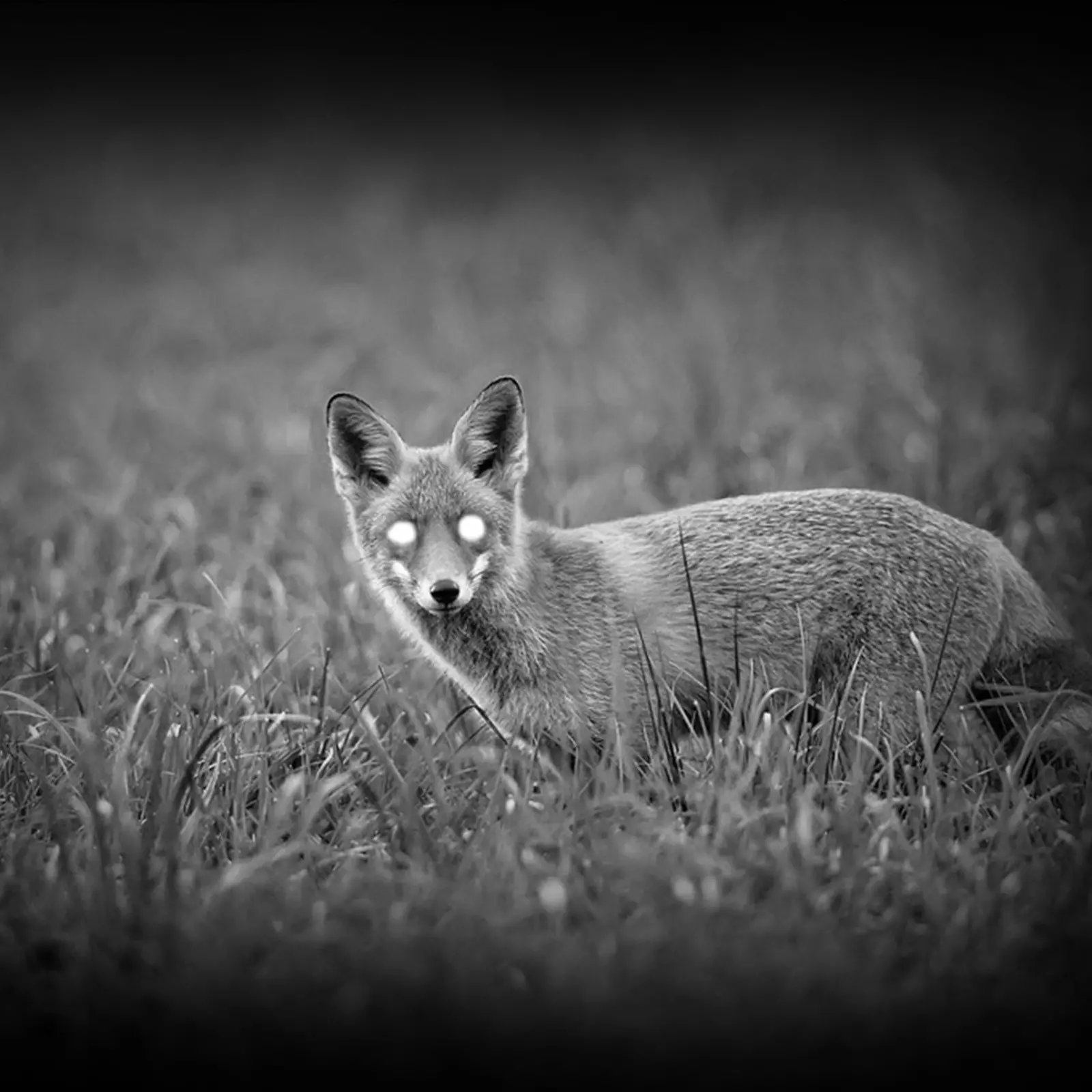 PARD NV007SP LRF Digitales Nachtsicht-Aufsatzgerät