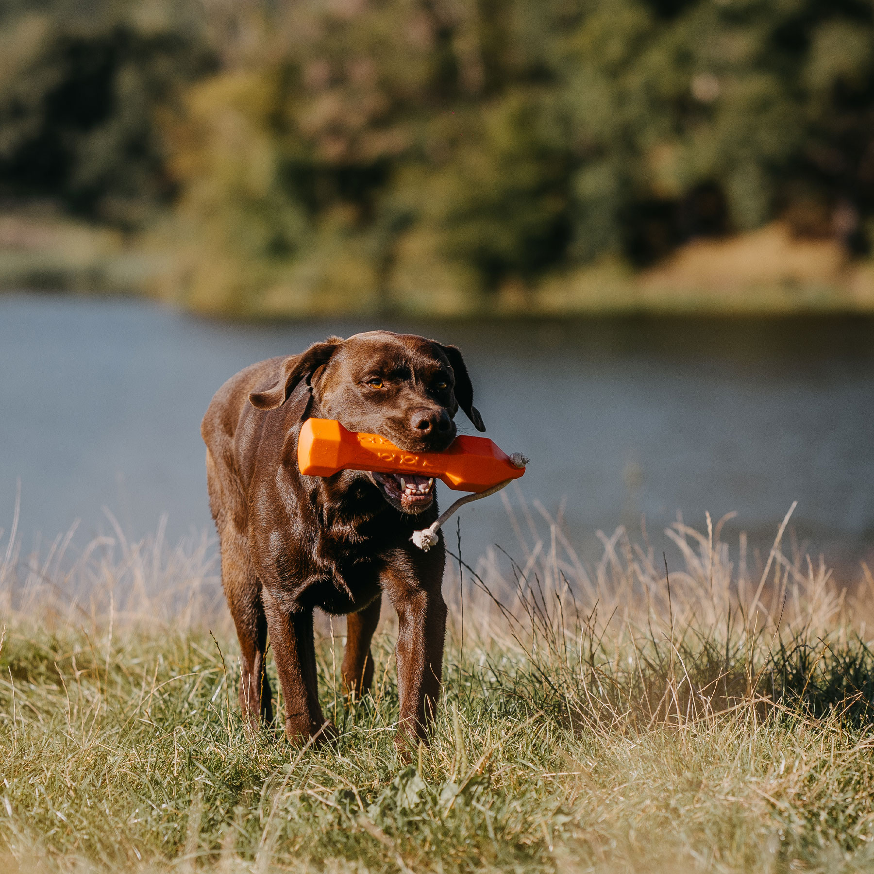 Apportierdummy Balance Bumper 320g Orange