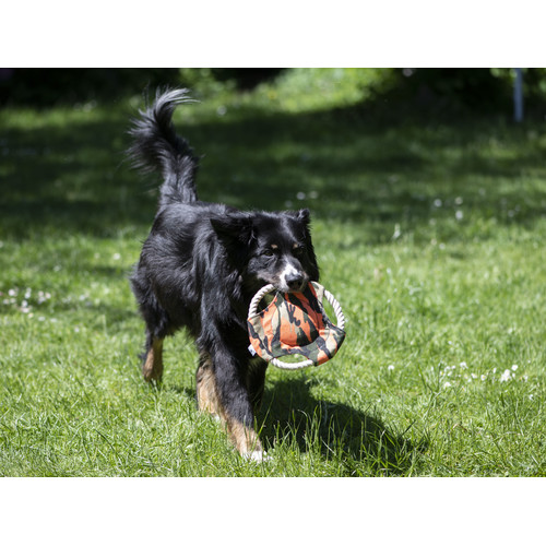 Hunde Frisbee Camo