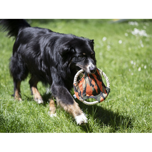 Hunde Frisbee Camo